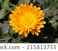 Yellow flower 115813755