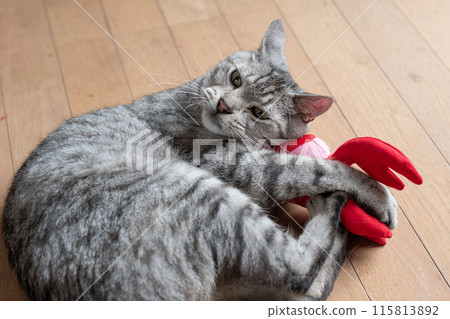 貓玩毛絨動物,Sabatra貓 貓玩毛絨動物,Sabatra貓 115813892