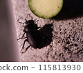 Cucumber and Stag Beetle 115813930