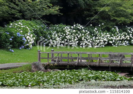 Romantic Ibaraki (These hydrangeas are in full bloom. They seem to be spilling out of a green basket.) Ogawa, Yasuragi Village, Omitama City 115814100