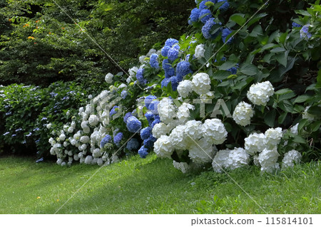 浪漫的茨城縣（6月中旬，繡球花在大花的重壓下低垂著頭，美極了。）小美玉市安城小川 115814101