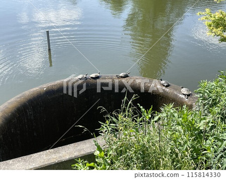 景觀與烏龜 115814330