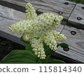 What kind of flower is this? 115814340