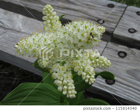 What kind of flower is this? 115814340