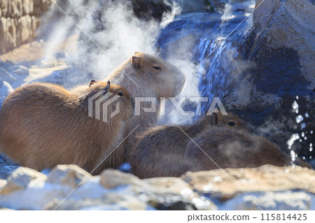 Capybara waiting for the hot spring water to fill up 115814425