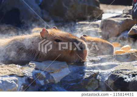 水豚泡在飄著柚子的溫泉裡 水豚泡在飄著柚子的溫泉裡 115814431
