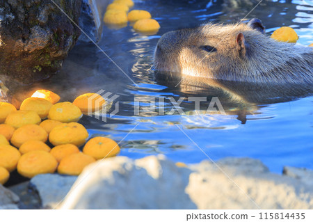 水豚泡在飄著柚子的溫泉裡 115814435