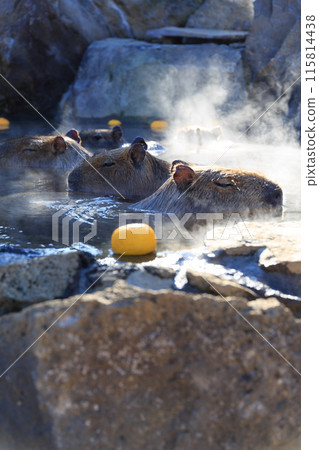 Capybara bathing in a hot spring with floating yuzu 115814438
