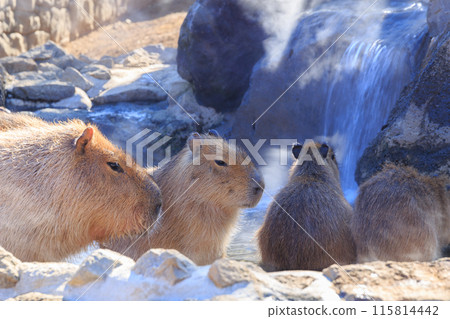 Capybara waiting for the hot spring water to fill up 115814442