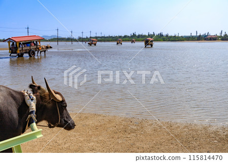 A water buffalo cart walking through the shallow waters between Iriomote Island and Yubu Island 115814470