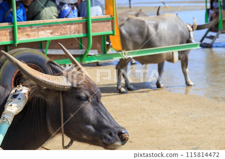 A water buffalo cart walking through the shallow waters between Iriomote Island and Yubu Island A water buffalo cart walking through the shallow waters between Iriomote Island and Yubu Island 115814472