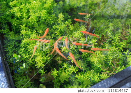 An outdoor killifish tank filled with abundant aquatic plants. 115814487