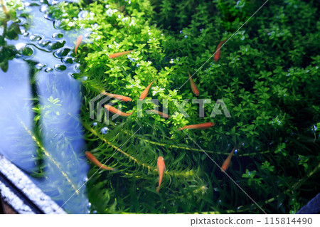 室外青鱂魚缸,水草豐富。群落生境 室外青鱂魚缸,水草豐富。群落生境 115814490