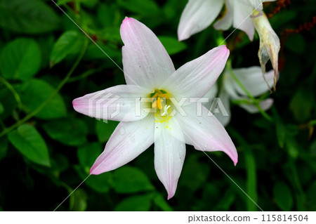 Havranthus 115814504