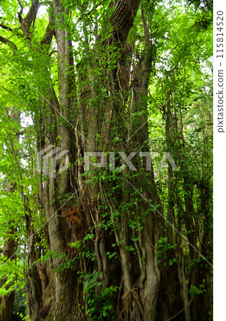 Fudo Katsura, the sacred tree of Omatsugawa Fudoson in Shimogo Town, Minamiaizu County, Fukushima Prefecture Fudo Katsura, the sacred tree of Omatsugawa Fudoson in Shimogo Town, Minamiaizu County, Fukushima Prefecture 115814520