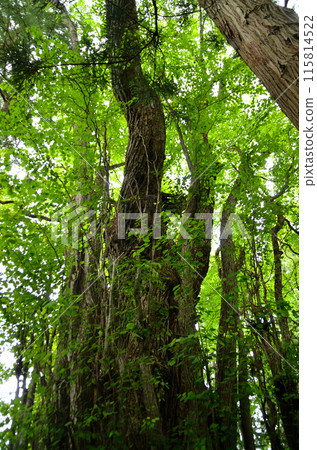 Fudo Katsura, the sacred tree of Omatsugawa Fudoson in Shimogo Town, Minamiaizu County, Fukushima Prefecture Fudo Katsura, the sacred tree of Omatsugawa Fudoson in Shimogo Town, Minamiaizu County, Fukushima Prefecture 115814522