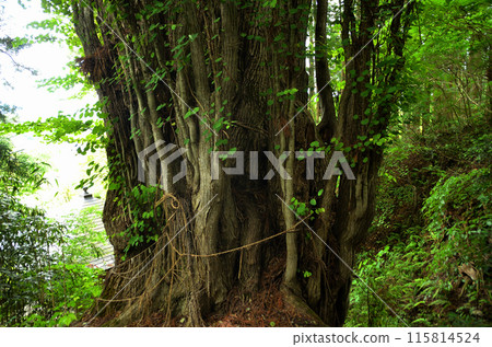 Fudo Katsura, the sacred tree of Omatsugawa Fudoson in Shimogo Town, Minamiaizu County, Fukushima Prefecture Fudo Katsura, the sacred tree of Omatsugawa Fudoson in Shimogo Town, Minamiaizu County, Fukushima Prefecture 115814524
