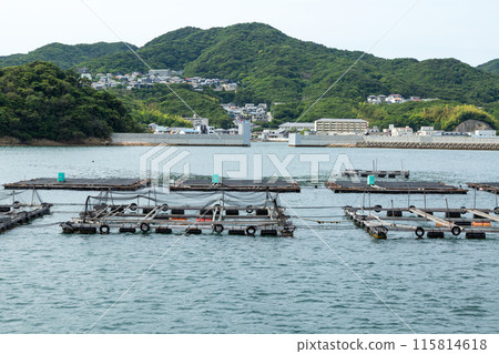 Tiger puffer fish farming pond 115814618