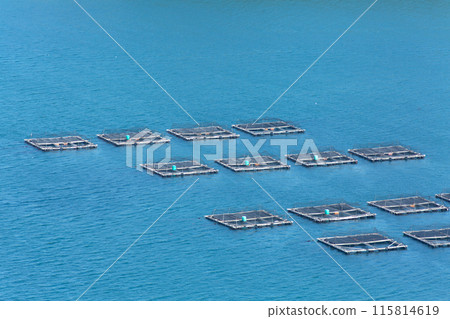 Tiger puffer fish farming pond 115814619