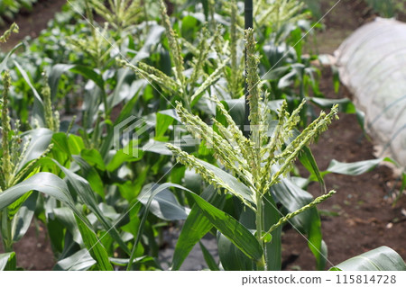 Field corn 115814728