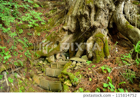 Fudo Katsura, the sacred tree of Omatsugawa Fudoson in Shimogo Town, Minamiaizu County, Fukushima Prefecture 115814752