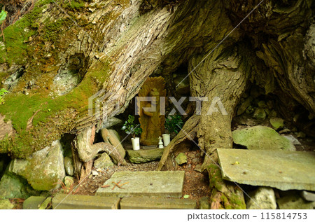Fudo Katsura, the sacred tree of Omatsugawa Fudoson in Shimogo Town, Minamiaizu County, Fukushima Prefecture Fudo Katsura, the sacred tree of Omatsugawa Fudoson in Shimogo Town, Minamiaizu County, Fukushima Prefecture 115814753