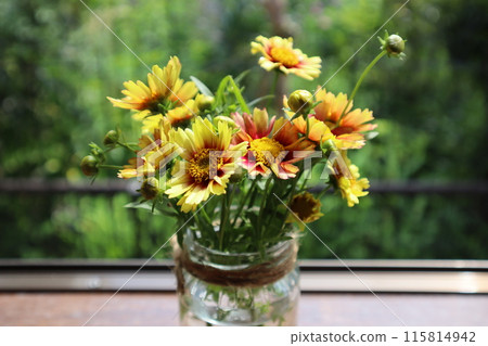 黃色金雞菊花排列在玻璃瓶中 黃色金雞菊花排列在玻璃瓶中 115814942