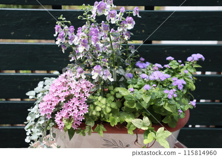 Angelonia and Pentas planting Angelonia and Pentas planting 115814960