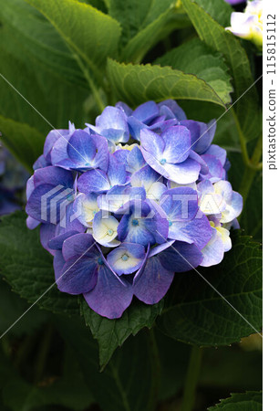 A view of hydrangeas 115815112