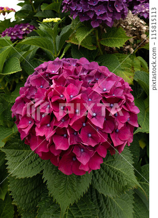 A view of hydrangeas 115815113