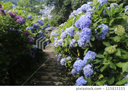 Hydrangea Festival at Shimoda Castle Ruins Park Hydrangea Festival at Shimoda Castle Ruins Park 115815153