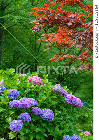 A view of hydrangeas 115815164