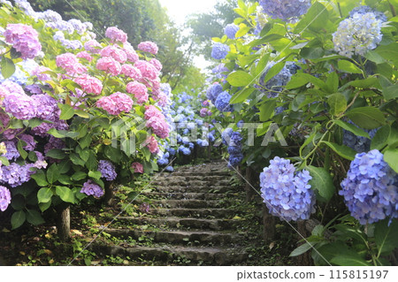 下田城跡公園紫陽花節 115815197