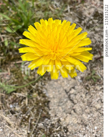 Dandelion flower plant stock photos Dandelion flower plant stock photos 115815212