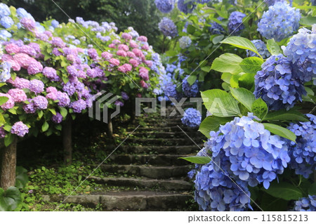 下田城跡公園紫陽花節 下田城跡公園紫陽花節 115815213