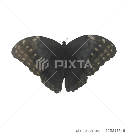 Tropical Butterfly Isolated on White Background. Tropical Butterfly Isolated on White Background. 115815346