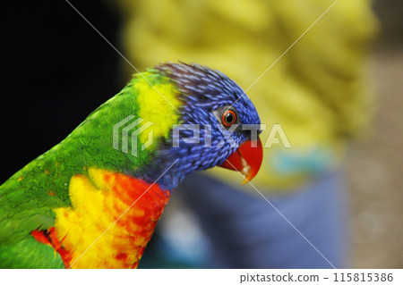 我不知道這是鸚鵡還是八哥，但顏色很神奇。色彩鮮豔的鳥兒從一根樹枝飛到另一根樹枝，讓我感到驚訝。 115815386