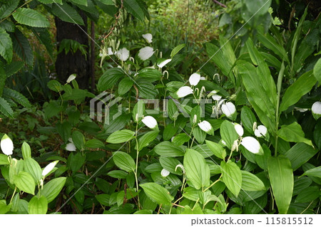 Summer flowers and leaves in a home garden Summer flowers and leaves in a home garden 115815512