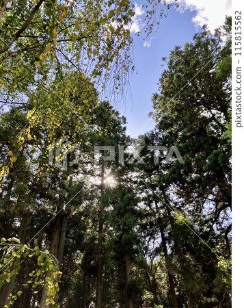祭壇內山神社林 115815562