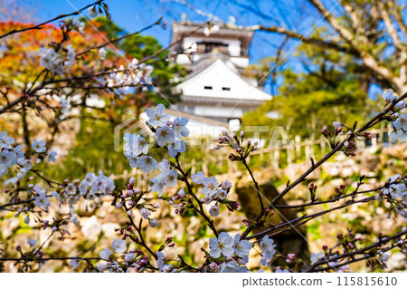 [Japan's 100 Famous Castles] Kochi Castle in Spring: Full-bloomed Somei-Yoshino Cherry Blossoms and Castle Tower 321, Kochi City, Kochi Prefecture 115815610