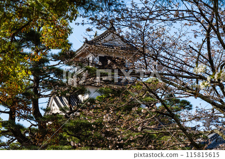[Japan's 100 Famous Castles] Kochi Castle and Somei-Yoshino Cherry Blossoms in Spring 4 Kochi City, Kochi Prefecture 115815615