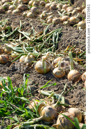 淡路島洋蔥田和剛收穫的洋蔥 淡路島洋蔥田和剛收穫的洋蔥 115815661