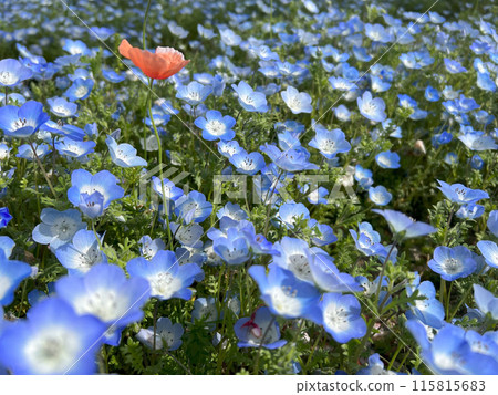 開花的nemophila花風景 開花的nemophila花風景 115815683