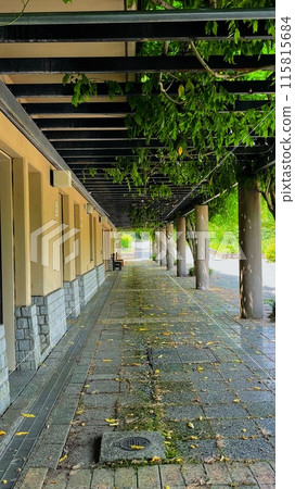 A shady and cool cobblestone road 115815684