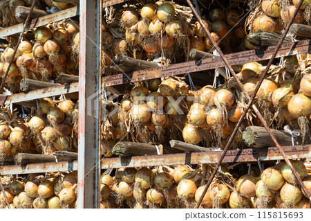 New onions from Awaji Island hanging in an onion shed 115815693