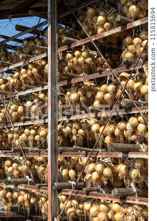 New onions from Awaji Island hanging in an onion shed 115815694