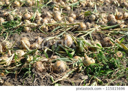 淡路島洋蔥田和剛收穫的洋蔥 淡路島洋蔥田和剛收穫的洋蔥 115815696