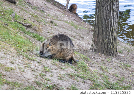 The nutria (Myocastor coypus) on the riverside. 115815825