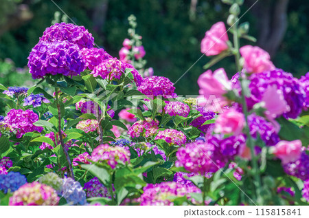 茨城縣潮來市二本松寺的繡球花風景 茨城縣潮來市二本松寺的繡球花風景 115815841