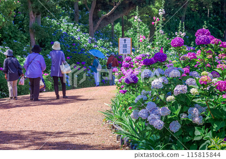 Scenery of hydrangeas at Nihonmatsuji Temple, Itako City, Ibaraki Prefecture 115815844